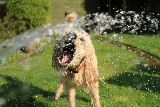 Familie-Haustier-pexels-jack-geoghegan-1044056 Hund spielt im Garten mit Wasser